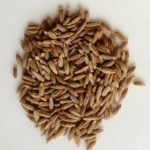 SPICE SPOTLIGHT: CUMIN