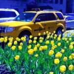 Springtime in New York City