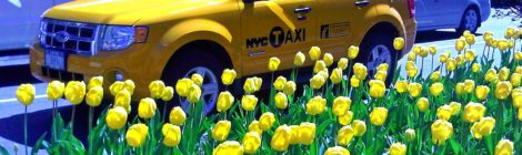 Springtime in New York City