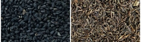 Nigella Seeds (Kalonji) v. Black Cumin