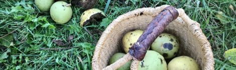 Foraging for black walnuts in Central Park